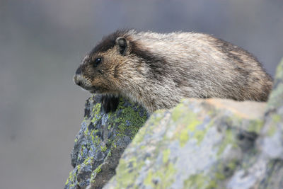 Close-up of animal on rock