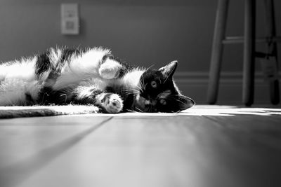 Close-up of cat lying on floor at home