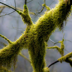 Close-up of plant against tree