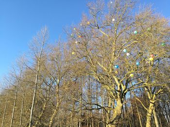 Low angle view of trees against clear sky