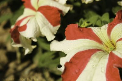 Close-up of red rose flower