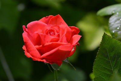 Close-up of red rose