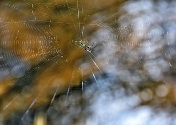 Close-up of spider on web