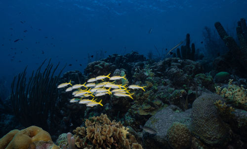 View of fish underwater