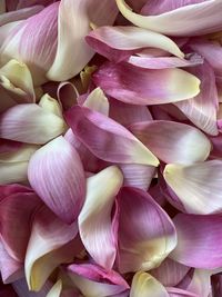 Close-up of pink tulips