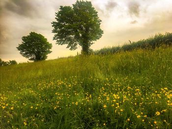 View of grassy field against cloudy sky