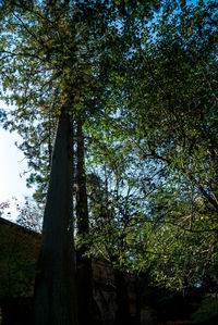 Low angle view of trees in forest against sky