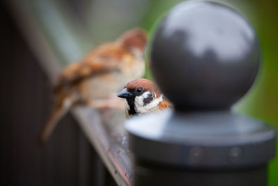 Close-up of bird eating food