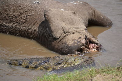 Elephant in a water