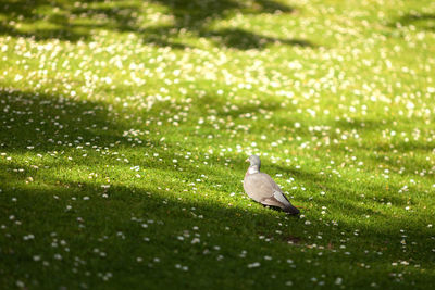 Bird on a land