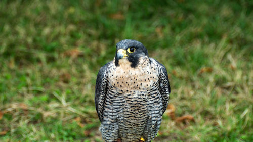 Close-up portrait of owl