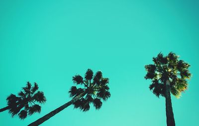 Low angle view of trees against clear sky