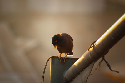 Close-up of bird perching on railing