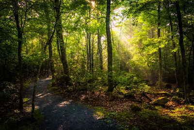 Scenic view of forest