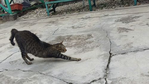 Cat outdoors