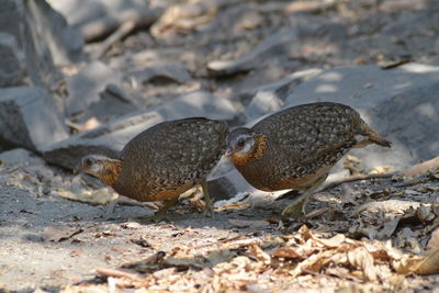 Close-up of duck on field