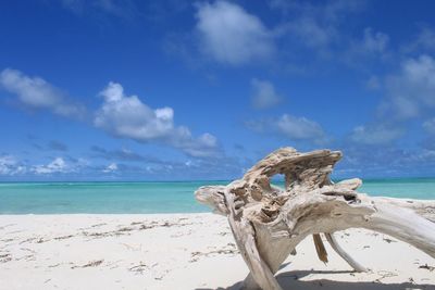 Close-up of tree on beach against sky