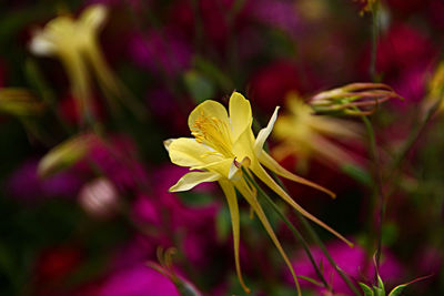 Close-up of yellow flower growing outdoors