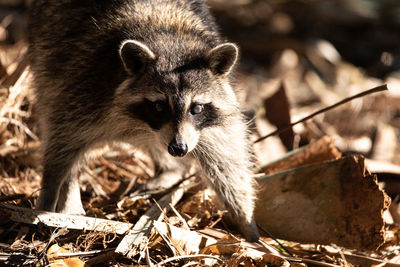 Young raccoon procyon lotor marinus forages for food in naples florida among the forest.
