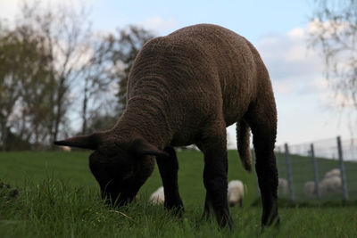 Horse grazing in field