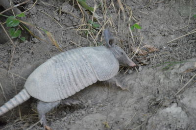 High angle view of dead fish on land