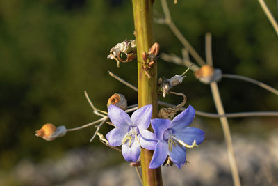 Close-up of honey bee pollinating on purple flower