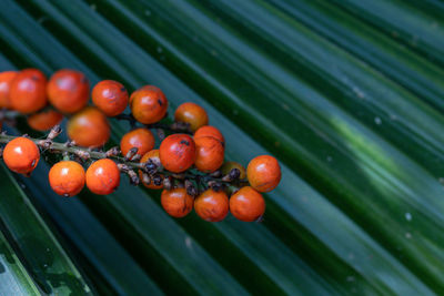 Close-up of wet tomatoes growing on plant