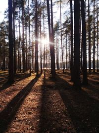 Sunlight streaming through trees in forest