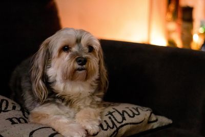 Portrait of dog relaxing at home