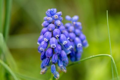 Close-up of purple flowering plant