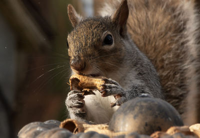 Close-up of squirrel