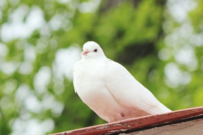 Close-up of bird perching on white background