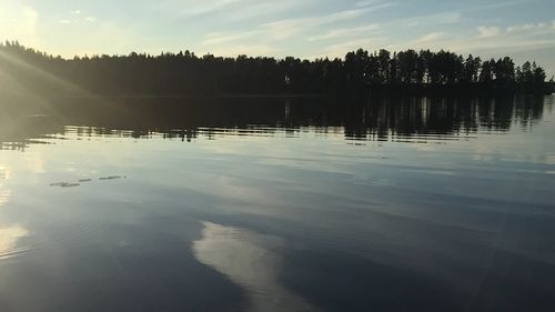 Reflection of trees in water