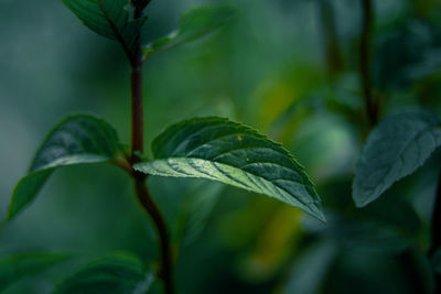 Beautiful closeup of peppermint leaves in the garden. natural, fresh, cooling herbal tea, vegan.