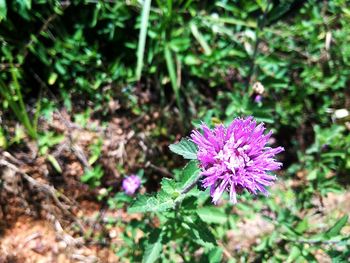 Close-up of purple flowering plant on field