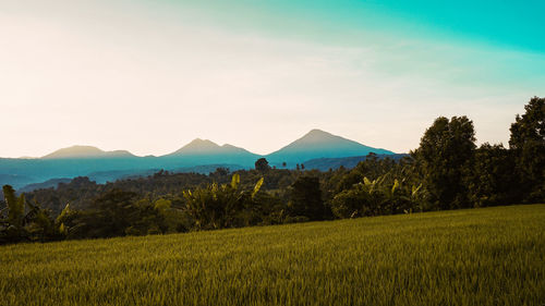 Scenic view of field against sky