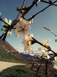 Close-up of cherry blossoms in spring