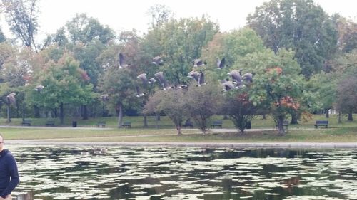 Tree growing in pond