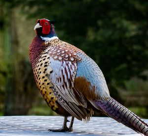 Close-up of pheasant on table