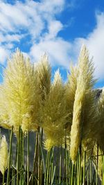 Low angle view of plants against sky