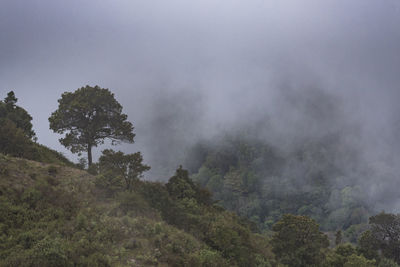 Trees on mountain against sky