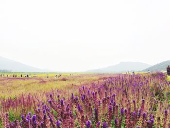Purple flowers growing in field against clear sky