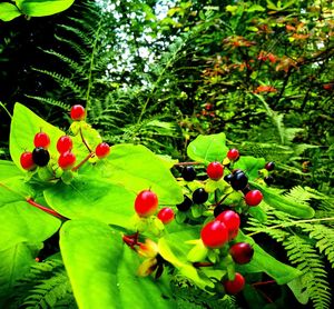 Close-up of red berries growing on tree