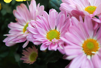 Close-up of pink flowering plants