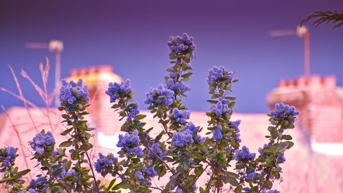 View of flowers at night