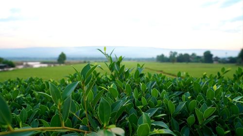 Crops growing on field against sky