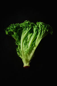 Close-up of leaf against black background