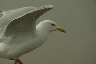 Close-up of seagull flying