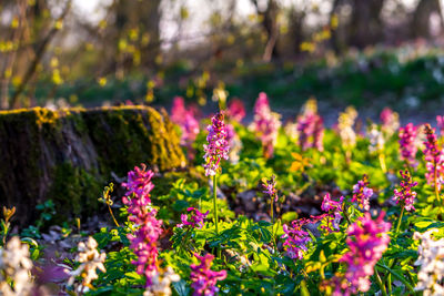 Close-up of pink flowering plants on land