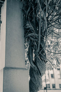 Close-up of tree trunk against building in city